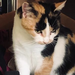 Meet your Posher, Sanfox